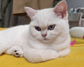 皇家猫粮 幼猫猫粮 幼猫奶糕 K36 通用粮 4-12月 2KG 实拍图