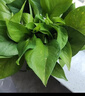 京东绿植绿萝盆栽除甲醛花卉绿植办公室新房净化空气180加仑4盆装源头直发 实拍图