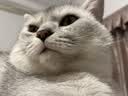 福丸贴墙猫抓板耐磨不易掉屑立式防猫抓猫抓垫 白底贴贴猫款 实拍图