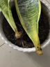 萌肉居金边虎皮兰盆栽虎尾兰耐旱桌面绿植花卉金边虎皮兰原盆源头直发 实拍图