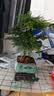 花行榜文竹盆栽绿植物室内客厅中式禅意盆景办公室摆件高端花卉源头直发 实拍图