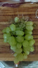新疆无籽露葡萄450g 实拍图