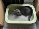pidan猫砂 天然钠基球型猫砂2.4kg*4包 球型膨润土砂京东自营 实拍图