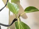 美益棵营养土养花通用型8L园艺专用种菜蔬菜多肉盆栽绿植种植泥炭土壤 实拍图