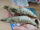 GUO LIAN国联特大号黑虎虾斑节虾无冰盐冻净重2斤20-30只送礼海鲜家宴 实拍图