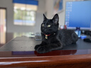 普安特宠物猫咪驱虫药驱虫体内外一体幼成虫跳蚤犬虱非泼罗尼爱滴克套装 实拍图