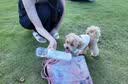 HOUYA狗狗外出水杯户外折叠水壶瓶便携式猫宠物随行杯喝饮水器 实拍图