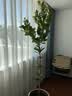 花财主天堂鸟盆栽办公室大型绿植客厅鸭脚木植物家用吸甲醛净化空气好养 柠檬树1.6-1.8m【编织盆】 实拍图