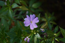 腾龙（Tamron）B070 17-70mm F/2.8 VC防抖半画幅大光圈微单镜头17-70风光人像旅行1770 索尼E卡口 官方标配【送腾龙UV镜+1/4黑柔滤镜+清洁套装】 实拍图