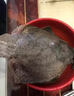 缤鲜 山东 新鲜速冻精选海捕多宝鱼净重450g-550g/条 共3条-源头直发 实拍图