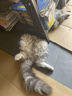 领先成猫尝鲜礼包主食级烘焙猫粮猫条餐盒汤包（新老款随机发货） 实拍图