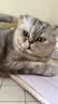 冠能猫粮成猫猫粮三文鱼味2.5kg 全价猫粮 稳固免疫 适口性强 实拍图