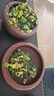 铜钱草水培盆栽室内室外花卉金钱草绿植吸绿植花草植物 铜钱草2盆（不含盆） 实拍图