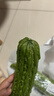 苦瓜约600g 实拍图