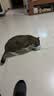 鲜朗主食猫条磷虾三文鱼油营养全价成猫幼猫湿粮无添加非零食补水湿粮 混合口味【12g/支】 96支【畅享装】 实拍图