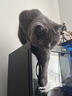 皇家猫粮 挑嘴成猫猫粮 高适口性 EF38 通用粮 12月以上 4KG 实拍图