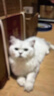 网易严选全价猫粮4.0成幼猫三文鱼亮毛养胃深海鱼虾1.8kg*6袋【宠物金选】 实拍图