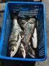天元邓刚浮钓鲢鳙450g大头鱼饵料鲢鳙鱼饵钓鱼饵料 天元邓刚浮钓鲢鳙  3包 实拍图