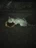 LEGENDSANDY蓝氏猫粮生鲜猎鸟鲜乳鸽生骨肉冻干高蛋白全价成猫粮幼猫通用型 试吃尝鲜装丨荒野猎兔丨50g 实拍图