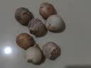 【东东买菜】云南干独头蒜独蒜烹饪炒菜大蒜头小蒜干蒜农家 7颗 实拍图