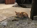 pidan混合豆腐猫砂 豆腐膨润土皮蛋猫砂除臭猫砂结团快 经典款2.4kg*4 实拍图