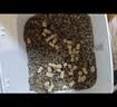 LEGENDSANDY蓝氏猎鸟乳鸽生骨肉冻干猫粮 全价成猫幼猫猫粮 盒装4.5kg 实拍图