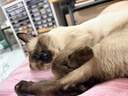 领先成猫尝鲜礼包主食级烘焙猫粮猫条餐盒汤包（新老款随机发货） 实拍图