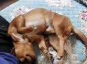 力狼狗粮 全价成犬粮 博美泰迪金毛阿拉斯加边牧大中小犬型粮 【53%肉含量-护胃健骨】鲜鸭肉梨4斤 实拍图