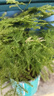 文竹盆栽绿植花卉盆景植物室内客厅水培文松云竹文竹大苗四季常青 小文竹【1颗】原盆原土球发货 高度15-25cm 实拍图