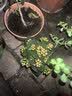 【带花苞发】稀有金狐狸长寿花盆栽重瓣四季开花室内客厅阳台花卉 5色组合：【每个颜色一盆】配绿色加仑盆 实拍图