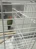 万宠汇 鸟活体虎皮鹦鹉笼养牡丹玄风活鸟学说话手养小太阳鹦鹉宠物鹦鹉 绿桃牡丹鹦鹉1只（公母备注） 实拍图
