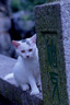 永诺YN50mm F1.8S 索尼E口标准定焦镜头 适用于ZVE10 A6000等索尼相机 黑壳 新品 实拍图