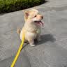嬉皮狗小狗狗牵引绳背心式遛狗绳子小型犬胸背带狗链子 M码 建议4-10斤 实拍图