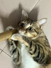 雷米高（RAMICAL）澳丽得 猫粮蓝猫英短主粮幼猫成猫海洋鱼味全价猫粮试吃500g 1斤 实拍图