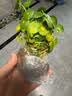 铜钱草水培盆栽室内室外花卉金钱草绿植吸绿植花草植物 铜钱草2盆（不含盆） 实拍图