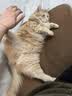 冠能猫粮成猫猫粮鸡肉味7kg 全价猫粮 稳固免疫 适口性强 实拍图