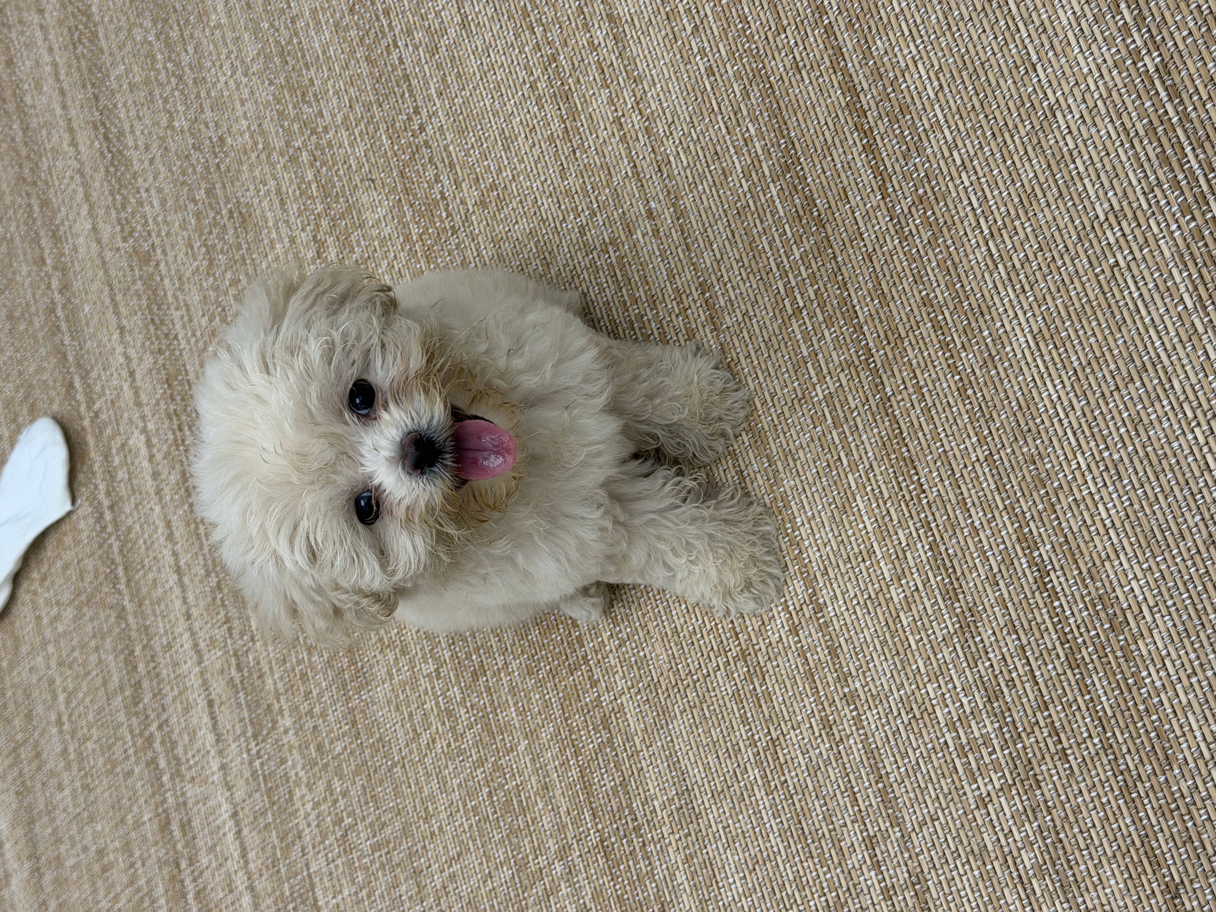 petlimit宠物p链p绳狗狗牵引绳遛狗链子小中大型训犬防爆冲 桔色1.2米  实拍图