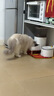 霍曼（Homerun）Real智能自动喂食器猫粮定时猫猫咪自动投食机PF20（不锈钢碗） 实拍图