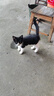 醇粹黑标猫粮 全价无谷双拼冻干猫粮 鸡肉生骨肉猫粮5kg 实拍图