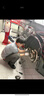 美孚（Mobil）京东养车 银美孚两次小保养卡 美孚1号 5W-30 SP 5L 12个月可用 实拍图