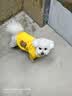 欢宠网宠物狗狗衣服猫咪猫小狗小猫泰迪比熊猫猫小型犬幼犬冬季保暖服饰 实拍图