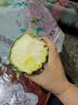 广东徐闻香水菠萝新鲜水果生鲜热带孕妇水果整箱包邮 1个装 单果1.3-1.5斤 实拍图