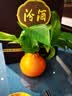 汾酒 1915巴拿马20 清香型 42度 475mL 6瓶 整箱装 实拍图