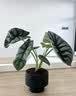 花翁北欧竹芋盆栽办公室内桌面绿植花卉 白犀牛海芋波纹高盆源头直发 实拍图