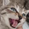 红狗营养膏猫咪狗狗营养膏宠物幼犬猫营养补充剂乳铁蛋白维生素58g 实拍图