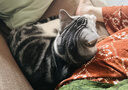 维克（Virbac）耳漂滴耳液狗狗猫咪预防耳螨清洁耳道洗耳液犬猫耳部清洁宠物滴耳液 60ml 实拍图