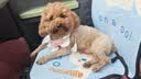 豆柴（docile）经典缤纷多维鲜冻干全价狗粮成犬幼犬小型犬犬粮比熊泰迪狗粮2kg 实拍图