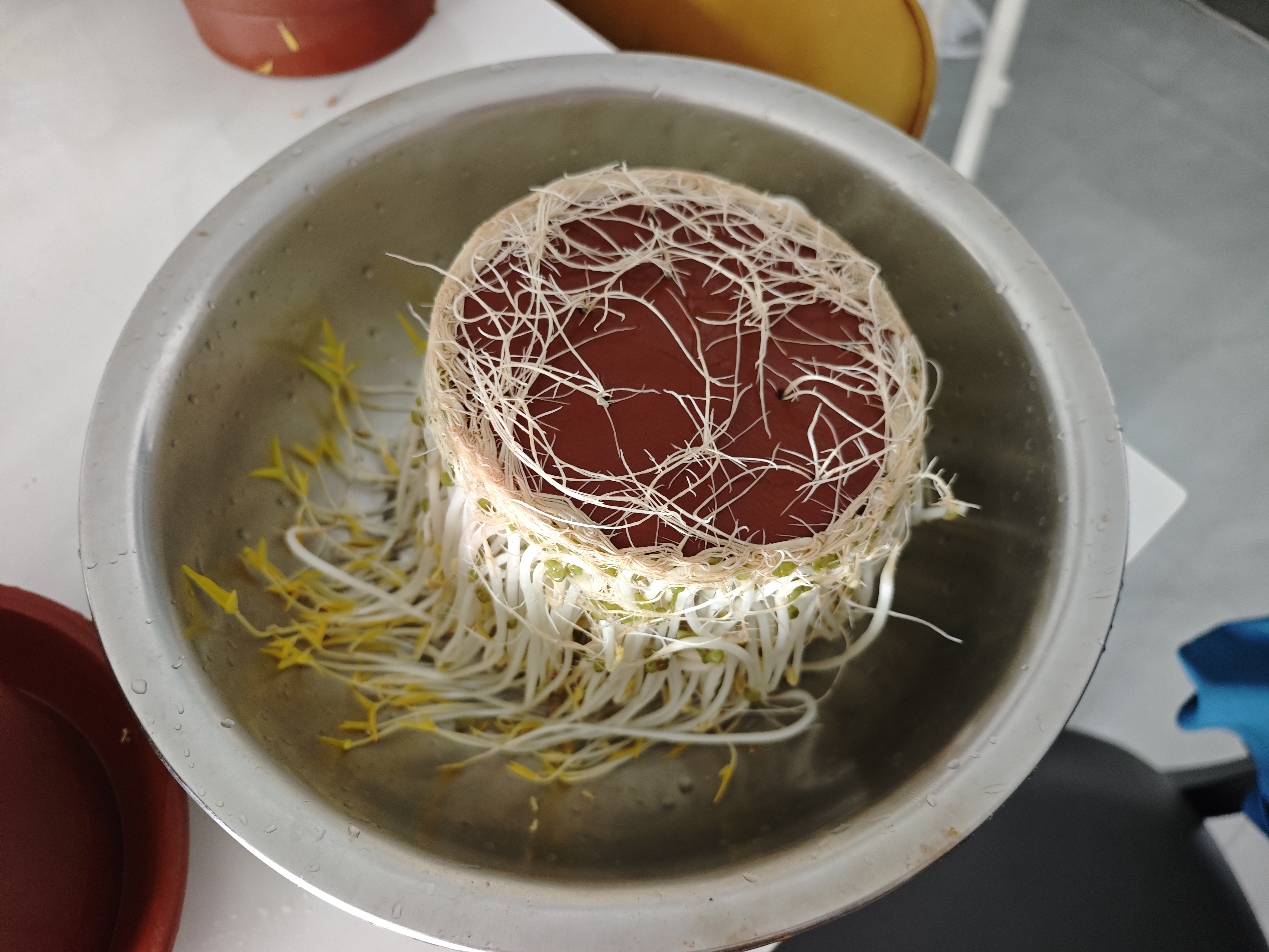 田园梦生豆芽机家用全自动紫砂豆芽罐豆芽发芽神器食品级发花生芽胖豆芽 大号紫砂豆芽罐（每年送麦饭石） 实拍图