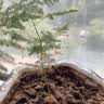 文竹盆栽绿植花卉盆景植物室内客厅水培文松云竹文竹大苗四季常青 小文竹【1颗】原盆原土球发货 高度15-25cm 实拍图