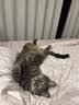 萌宠之星宠物羊奶粉狗羊奶粉猫奶粉400g山羊奶粉奶猫奶狗 实拍图